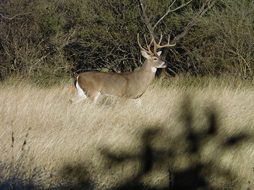 American Outdoor News for hunters